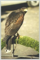 /album/aves-em-movimento/aguia-de-harris-jpg/
